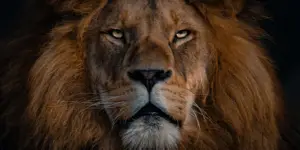 attitude-powerful-lion-quotes